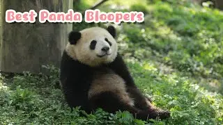 【Super Panda】Episode 206 Best Bloopers On Panda Talent Show | iPanda