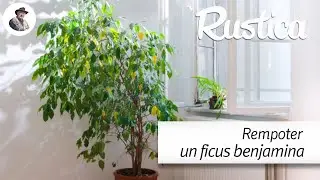 Rempoter un ficus benjamina