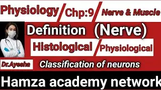 What is nerve ll structure and classification of neurons ll physiology b Catagory part 1