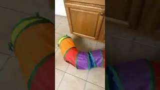 Ferrets playing hide and seek #ferret #ferretsplaying #ferretfun