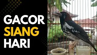 ANIS KEMBANG GACOR DI SIANG HARI