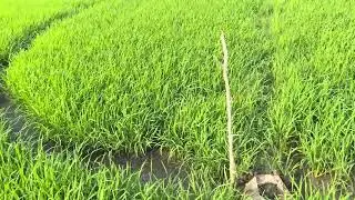 OM18 Đông Xuân 32 ngày 