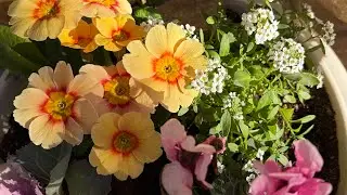 2025/12/19(金)9:08晴。ペチュニア〜ポリゴナム〜シュウメイギク〜ユリオプスデージー〜ビオラ〜ハボタン ガーデンシクラメン アリッサム ジュリアン