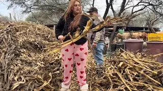 UN DIA TRABAJANDO EN EL RANCHO PT.4