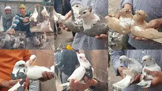 🕊Jama Masjid Brid Market Delhi🕊3-3-2024🕊parrot Cat Pigeon Market🕊Jama Masjid kabootar Market Delhi🕊