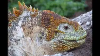 Galapagos Adventures 2016 2017