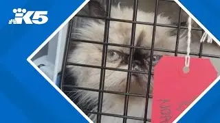 8 Persian cats rescued from overheating U-Haul truck