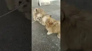 #shortdog#lovesdog#status#virallike#videosub