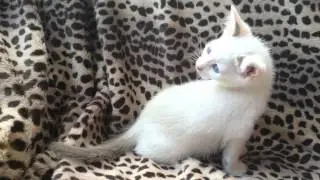 Destrier Duchess - Harlequin Snowshoe