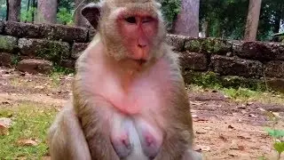 Popeye Monkey Very Sad When sweet Pea Angry And Far Her