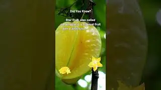 Did you know this about Star Fruit #shorts #facts #didyouknow