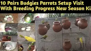 10 Pairs Budgies Parrots Setup Visit With Breeding Progress | Bajri Toto Ka Setup Visit Kia