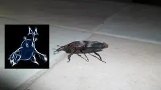 Photos of Real Heracross In my Yard