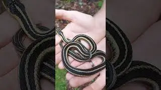 Gartersnake Giving Birth