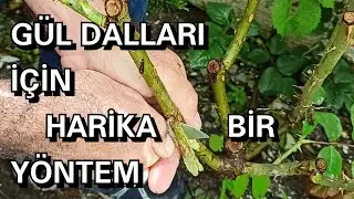 Gül Dalı Nasıl Köklendirilir