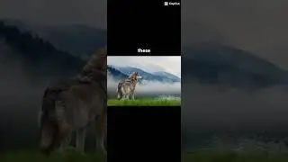 #sophiasedits #sophia #wolves #wolf #free