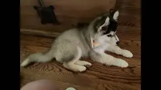 My new dog name shadow