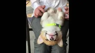 Funny cute animals vidoos of Dogs cats kittens and pet babies for playing in 2021