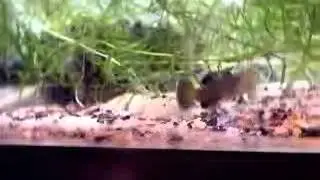 Desert Goby Mating Dance - Petfish.Net