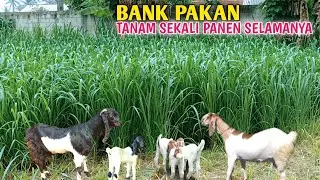 Bank Pakan Cukup Tanam Sekali Bisa Panen Selamanya, Peternak Untung Banyak