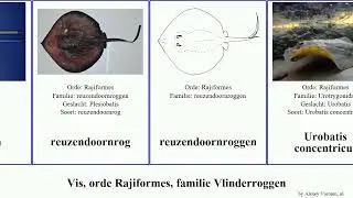 Vis, orde Rajiformes, familie Vlinderroggen fish maculatus jamaicensis chilensis Urobatis Gymnura