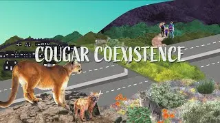 What is a mountain lion depredation incident?