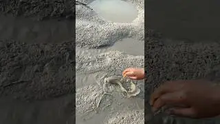 Amazing tangra fish catching #fishing #shorts #villagelife #villagefish