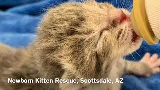 Newborn Kitten Rescue