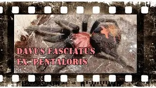 Braplast dla Davus pentaloris - Ptasznik tygrysi