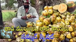 Fresh Toddy Palm (Nungu) Fruits cutting from Tree | Taadi Munjulu Summer Special Jelly