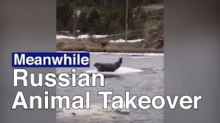 Wild Animals Roam Russian Cities During Quarantine | The Moscow Times