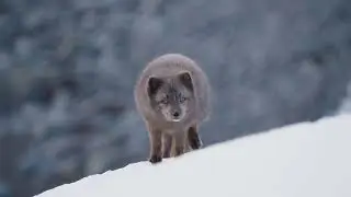 Arctic Survivors. Exploring the Hornstrandir Nature Reserve Iceland and the Arctic Fox.