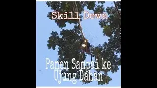 traditional harvest forest honey to the tip of the branch / panen madu hutan sampai ke ujung dahan..
