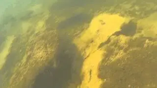 Swimming in river Kolpa