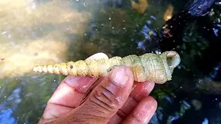 Rare snails live under the mangroves, sea snails are very expensive.