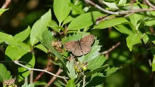 Little Wood Satyr (16 June 2020)