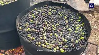 هل سبق أن تذوقت زيت الزيتون المسلوق؟ شاهد مراحل عصره