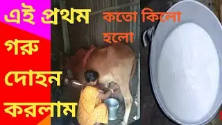 গ্রামের মেয়ে ঘরোয়া পদ্ধতিতে গরু দোহন করলাম এই প্রথম কিভাবে গরু দুধ বের করা হয় জার্সি গরু অনেকভদ্র