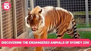 From Rhinos 🦏 to Tigers 🐅: Doody&rsquo;s Wild Day at Sydney Zoo 🌿🎥 | Studio 10