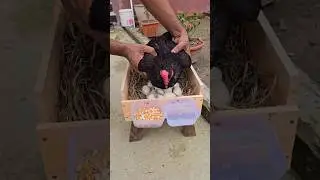 The process of hatching from eggs #chicken #chickenlover #eggs #hatching #pet