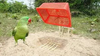 Awesome Quick Parrot Bird Trap Make From Basket