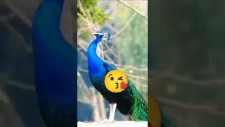 Peacock singing video, Peacock sound #naturesvoice #peacock #animals #subscribe #cute