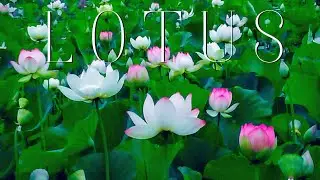 Lotus Serenity: 8K Close-Up of Nature's Elegance