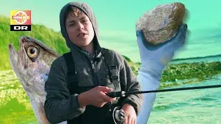 Emil redder de danske fisk: Kaster med sten, og står i vand til knæene!
