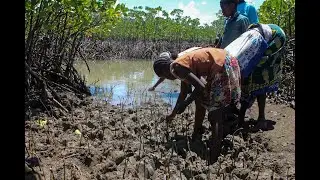 Unlocking Private Investment for Nature-Based Climate Solutions