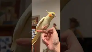 If you are Happy and you know it Biu Biu 🎶🥰🦜 #cockatielscraze #birdsinging #cutepets