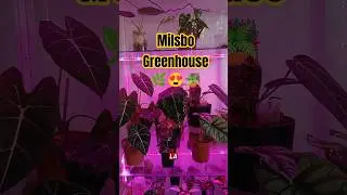 Milsbo Greenhouse #ikea #greenhouse #shorts #plants #aroids #monstera #alocasia #philodendron #aroid