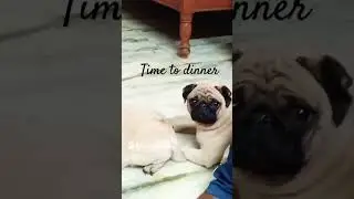 #music #cutepugs #doglover #pets #funny #love #song p #petlover #cute #pug