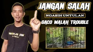 Fungsi Untulan Pleci !! Cara Tepat Dan Benar Kasih Untulan Pleci, Supaya Gacor #viralvideo