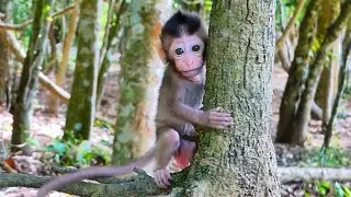 Tiny Monkey With BIG Energy &mdash; So Cute!, @5starmonkeys